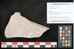 Foto (Objekt + Etikett) von Trigonocarpus sp.  (NHMW-GEO-2024-0188-11152)